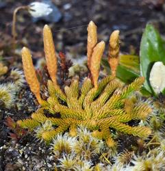 Lycopodium fastigiatum. Prostrate plant with strongly incurved, orange-brown leaves and immature strobili with appressed sporophylls.
 Image: L.R. Perrie © Leon Perrie CC BY-NC 4.0